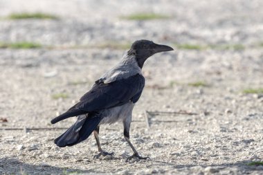 Vahşi kuşlar. Kapüşonlu karga (Corvus cornix) güneşli bir sonbaharda asfaltta durur.