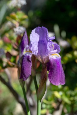 Hassas, bahçe, mavi iris (Iridaceae) güneşli bir bahar gününde çiçek tarhında yetişir.