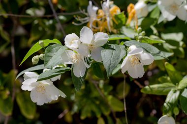 Yasemin kokulu beyaz çiçeklerin dalları baharda, güneşli bir günde bahçedeki bir çiçek tarhında yetişir.