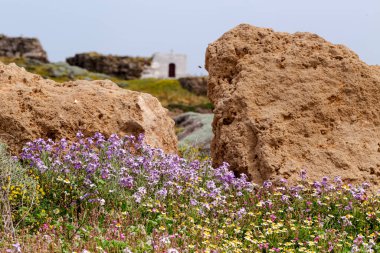 Güneşli bir günde deniz kenarındaki ilkbahar çayırının (Yunanistan) yakın görüntüsü