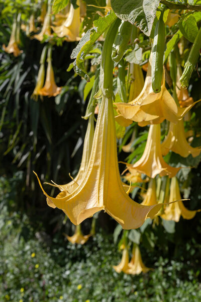 A bright, flowering plant (Brugmansia aurea) with large yellow flowers grows on the flowerbed on a sunny spring day