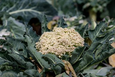Tarım. Karnabahar, güneşli bir ilkbahar gününde, açık havada bir tarlada yetişir.