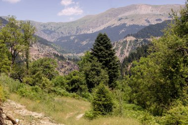 Dağ manzarası. Güneşli bir yaz gününde güney Pindos 'un yeşil dağlarının manzarası (Yunanistan, Trikala)