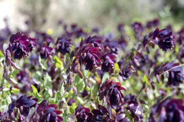 Parlak, mor çiçekli bir bitki (Cerinthe major) güneşli bir bahar gününde bir çayırda yetişir.