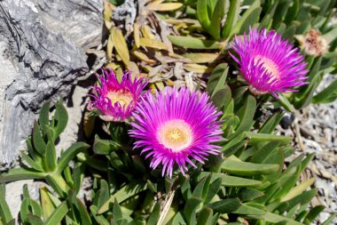Bitki (Carpobrotus edulis) bir bahar günü yakın planda pembe çiçeklerle çiçek açar (Yunanistan)
