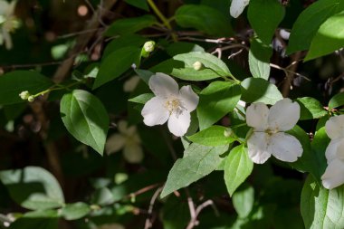 Yasemin kokulu beyaz çiçeklerin dalları baharda, güneşli bir günde bahçedeki bir çiçek tarhında yetişir.