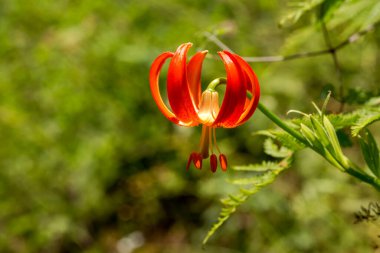 Vahşi, turuncu, orman, nadir zambak (Lilium Martagon) güneşli bir yaz gününde bir dağ ormanında yetişir.