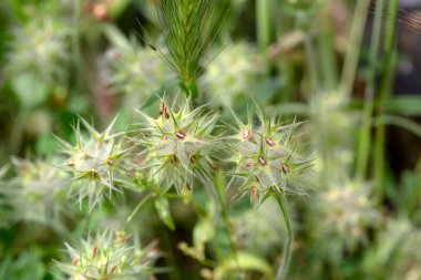 Bulutlu bir bahar gününde yaban çiçekli çayırlık yonca (trifolium stellatum)