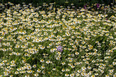 Geçmişi. Güzel papatyalar, güneşli bir bahar gününde yakın planda bir çayırda yetişir.