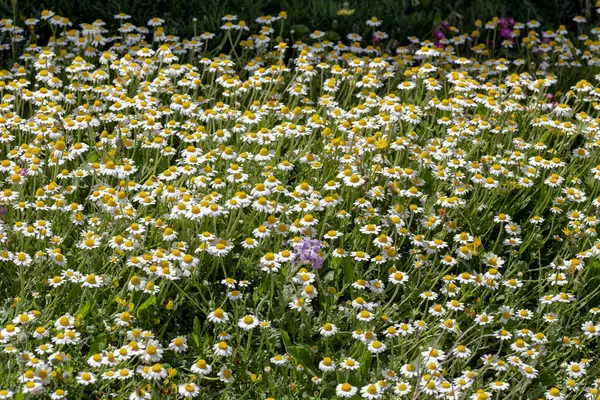 Geçmişi. Güzel papatyalar, güneşli bir bahar gününde yakın planda bir çayırda yetişir.