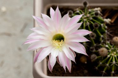 Lezzetli. Güzel, dikenli, sulu bitki (Echinpsis) açık havada çiçek tarhında yetişir.