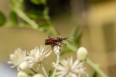 Küçük, kırmızı, yırtıcı bir böcek (Rhynocoris iracundus Poda) bir çiçeğin üzerinde oturur ve güneşli bir yaz gününde avını kollar.