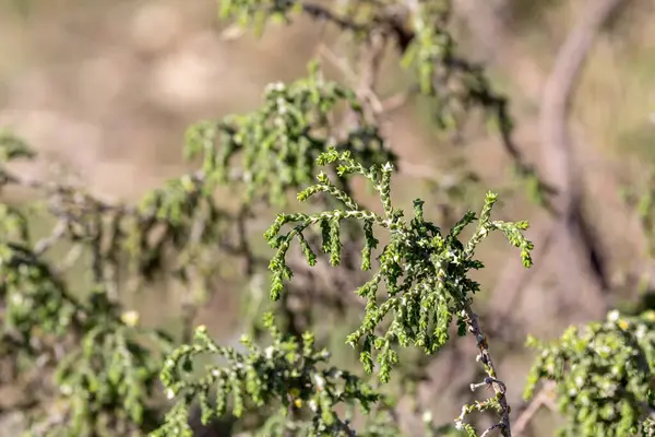 Güneşli bir sonbahar gününde ormanda tıbbi, zehirli bitki (Thymelaea hirsuta) yetişir.