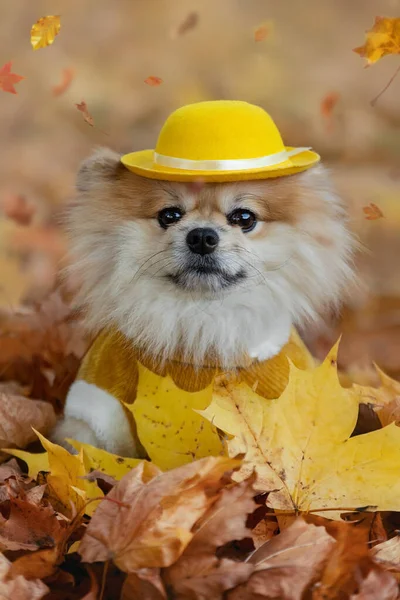 Retrato Pomeranian Bonito Chapéu Amarelo Suéter Amarelo Fundo Outono — Fotografia de Stock