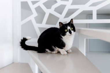 A black and white cat sits on the bright stairs in the apartment.