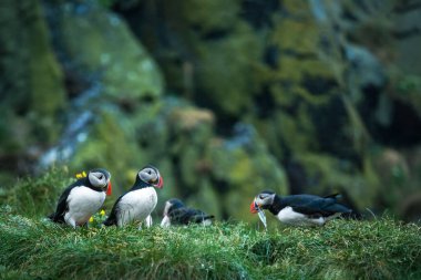 Atlantic  puffins on the hill.  Iceland. Selective focus