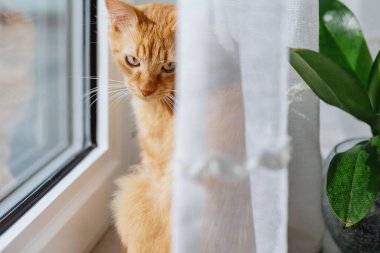 Cute pensive ginger kitten sits near the window