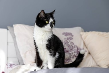 Black and white cat sits on the bed and looks away