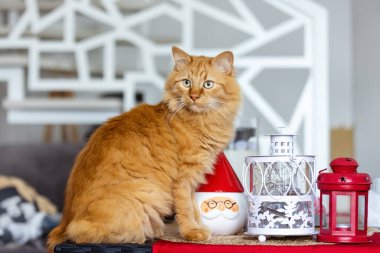 Cute red cat sits on the table .Home decor