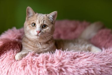 A cute kitten lies on a pink furry cat bed.
