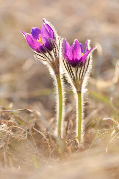 Dream Grass Flowers Pulsatilla Patens Spring Background Postcard — Stock Photo, Image