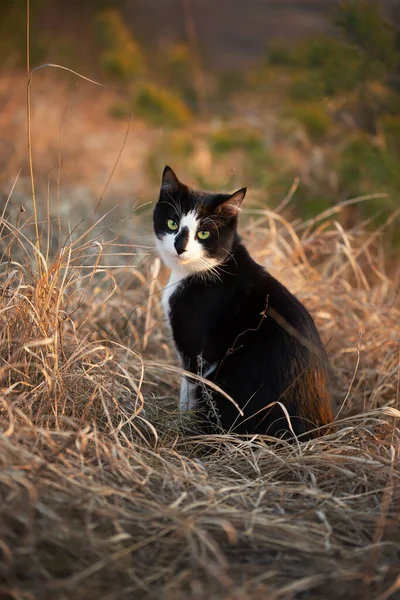 Cute black and white cat sit on dry grass at sunset
