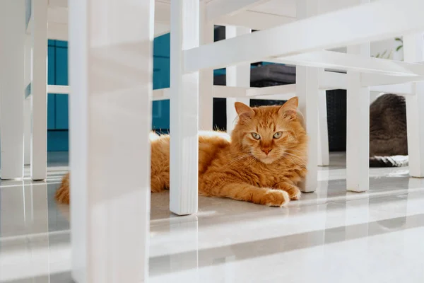 Γάτα Βρίσκεται Κάτω Από Τραπέζι Στο Δάπεδο Πλακάκια Στην Κουζίνα — Φωτογραφία Αρχείου