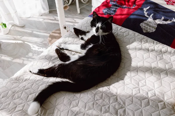 Black White Cat Lies Bed — Fotografia de Stock