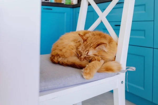 Μια Γάτα Κοιμάται Μια Καρέκλα Ένα Μπλε Ντουλάπι Πίσω Της — Φωτογραφία Αρχείου