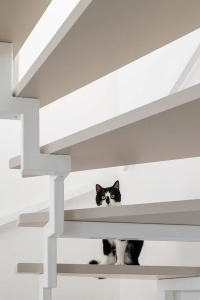 Černá Bílá Kočka Dívá Schodů Dolů — Stock fotografie