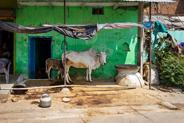 Poblíž Venkovského Domu Stojí Kráva Lýtkem Indie — Stock fotografie