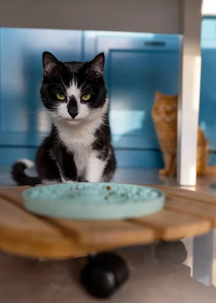 Γάτα Κάθεται Κοντά Στο Μπολ Ξηρά Τρόφιμα Στην Κουζίνα — Φωτογραφία Αρχείου