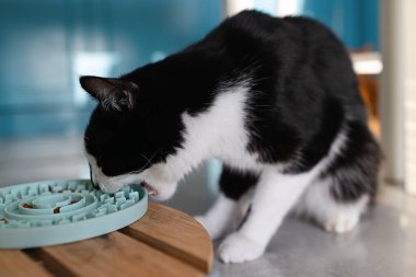 Kedi, mavi tabaktan kuru yiyecek yer.