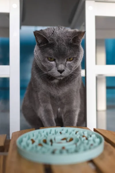 一只悲伤的猫坐着看着一碗食物 — 图库照片