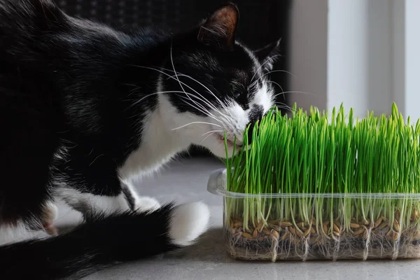 Bir kedi konteynırda ot kokluyor..