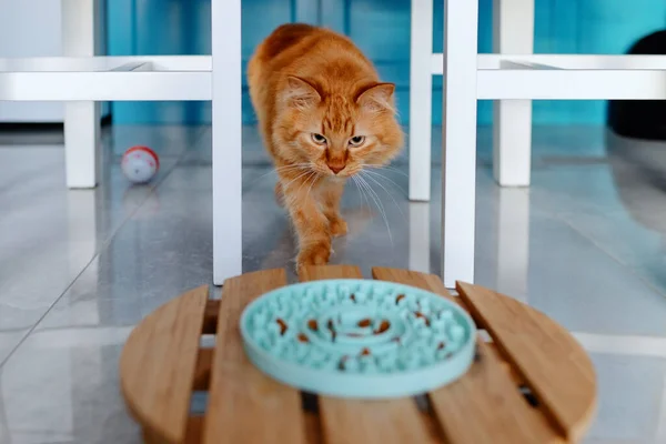 Kedi bir kase kuru yemeğe gider..