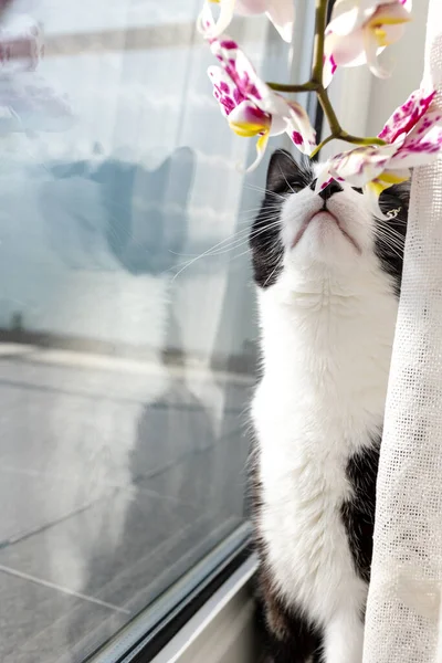 Μια Ασπρόμαυρη Γάτα Κοιτάζει Ένα Λουλούδι — Φωτογραφία Αρχείου