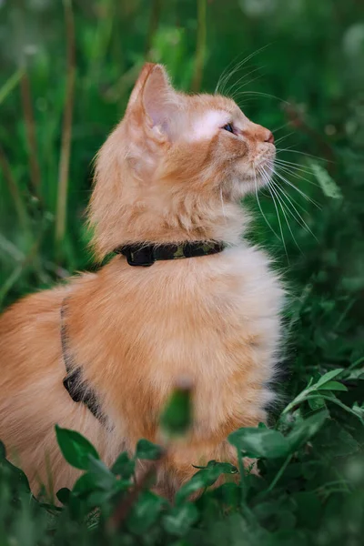Çimenlerdeki Kedi Portresi — Stok fotoğraf