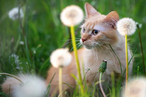 고양이는 민들레와 초원에 — 스톡 사진