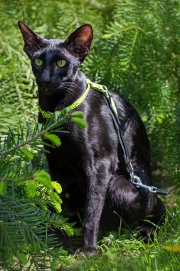 Ormanda tasması olan siyah doğulu bir kedi..