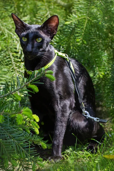 Black oriental cat with a leash in the forest.
