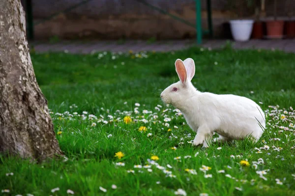 Niedliches Weißes Kaninchen Auf Grünem Gras Mit Gänseblümchen Baum — Stockfoto