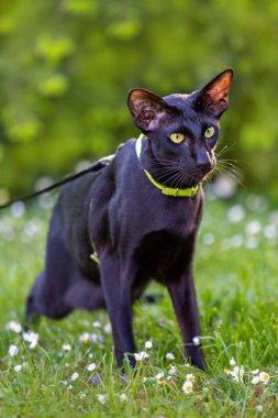 Yeşil çayır üzerinde tasması olan siyah doğulu bir kedi..