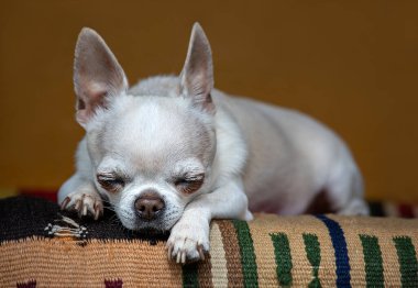 Chihuahua halıda uyur. Kahverengi arka plan.