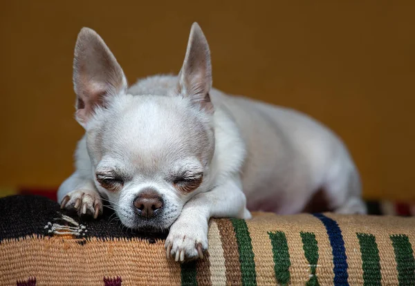 Chihuahua Spí Koberci Brown Pozadí — Stock fotografie