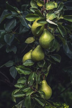 Armut ağacı. Yeşil armutlu dal