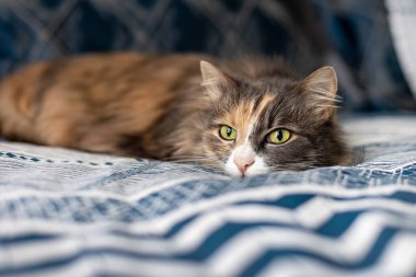 Kedi yatağın üzerinde yatıyor. Norveç Orman Kedisi