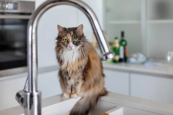 The cat sits on the kitchen sink in the kitchen