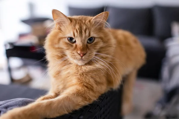Πορτρέτο Μιας Κοκκινομάλλας Γάτας Στο Σπίτι — Φωτογραφία Αρχείου