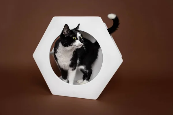 Gato Uma Casa Gato Madeira Branca Hexagonal — Fotografia de Stock